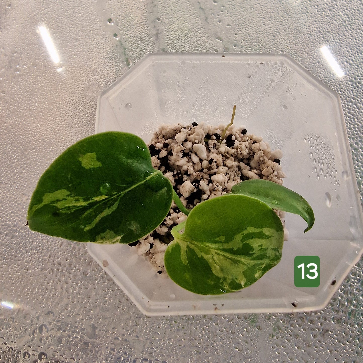 Monstera Bulbasaur – Choose Your Exact Plant (Acclimatising TC Batch) see description