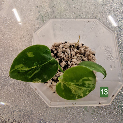 Monstera Bulbasaur – Choose Your Exact Plant (Acclimatising TC Batch) see description