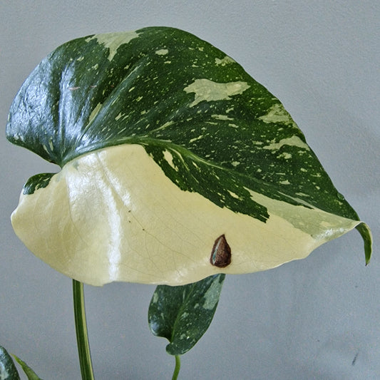 Monstera Thai Constellation Rare Houseplant 8cm pot (1)