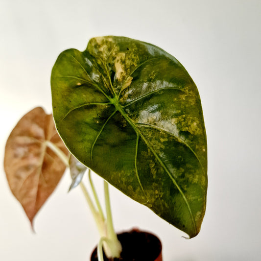 Alocasia Wentii Variegated Houseplant 7cm pot (1)