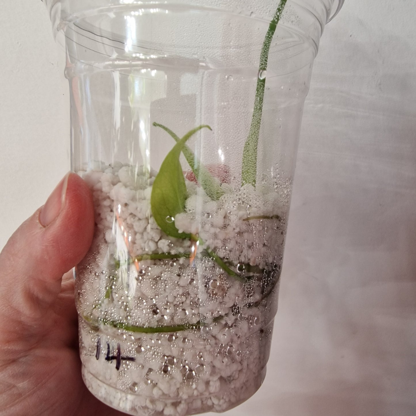 Pre-order Monstera Bulbasaur – Young TC Plantlet Exact Plant (1-14)