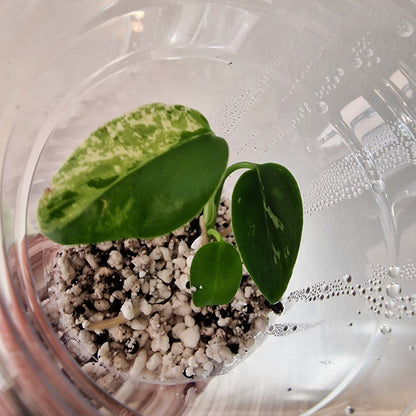 Monstera Bulbasaur – Young TC Plant (Exact Plant #2-3)