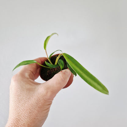 Philodendron Joepii Rare Houseplant 6cm pot
