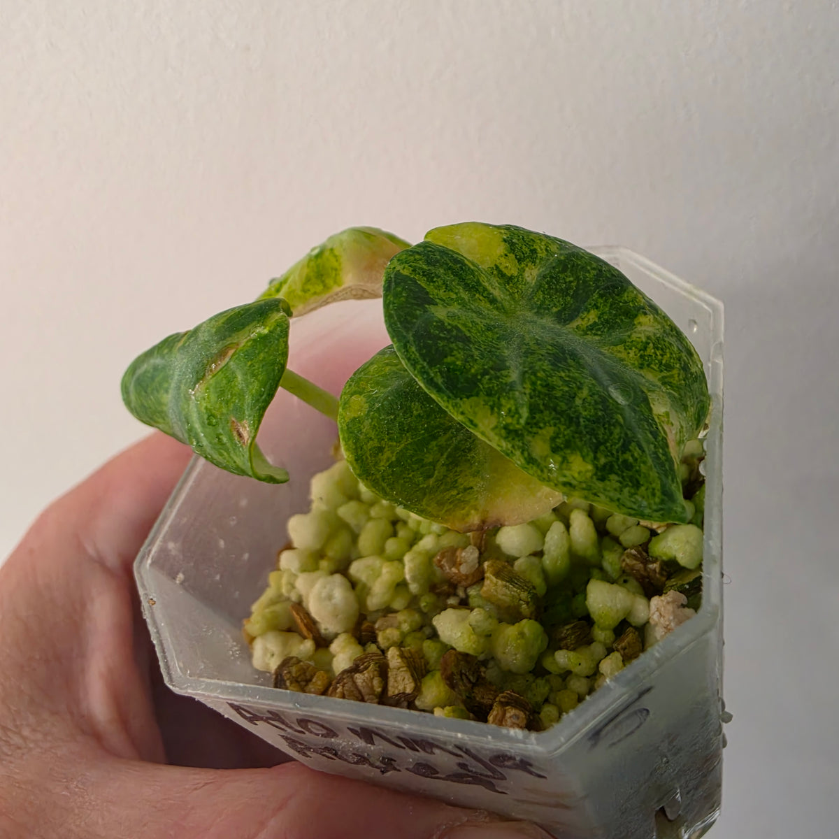 Alocasia Ninja Aurea Variegated – Exact Plant #5