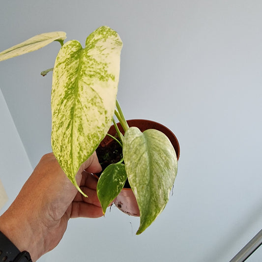 Monstera Deliciosa Mint Variegata Rare Houseplant 10.5cm pot (4)