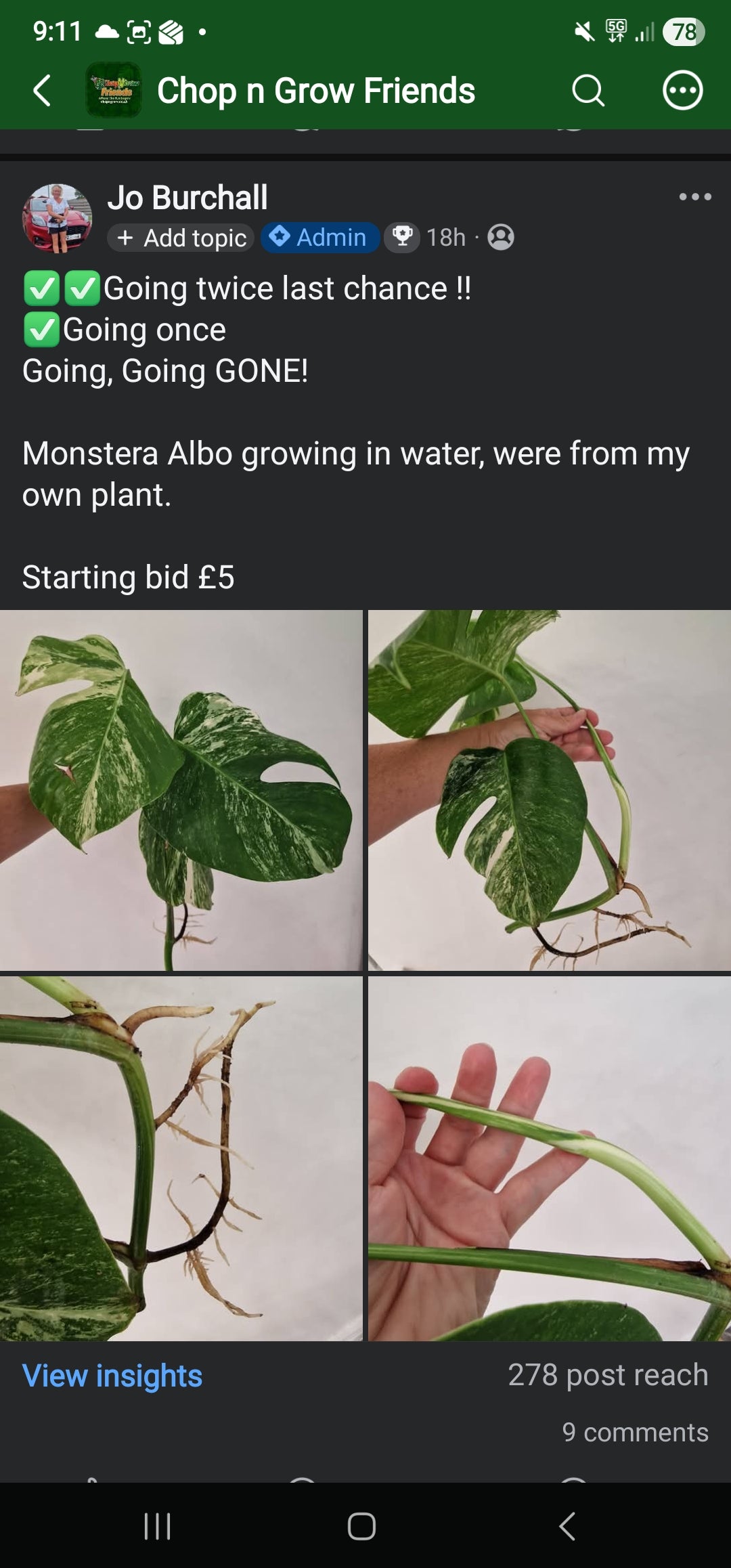 Chop n Grow Friends sale - Chloe Monstera Albo