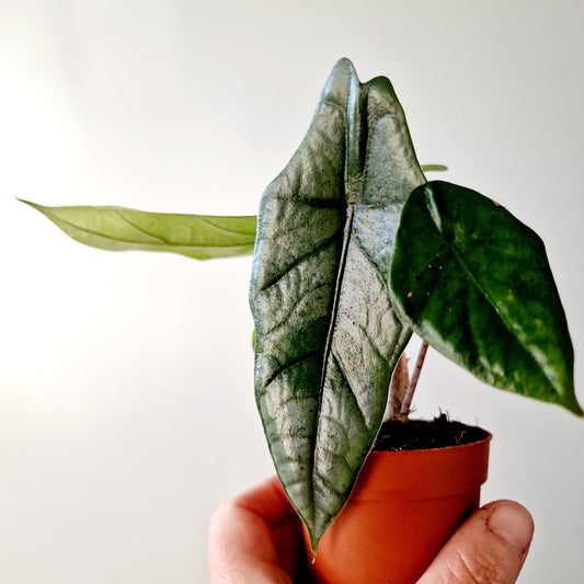Alocasia Metalic Blue Houseplant 7cm pot