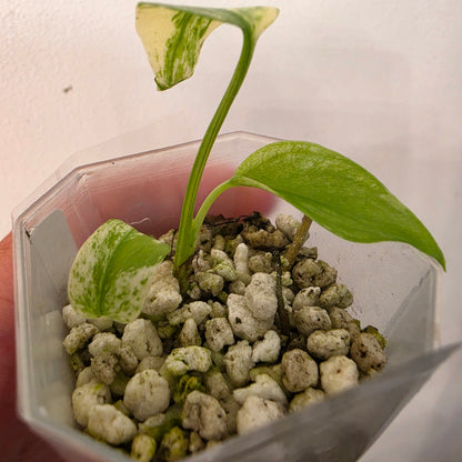 Monstera Mint China’s Version – Exact Plant No. 2 - See Description