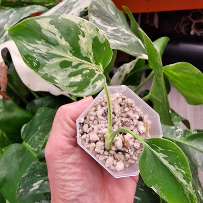 Monstera Bulbasaur see description