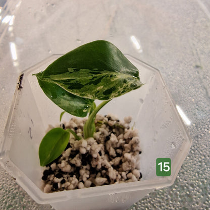 Monstera Bulbasaur – Choose Your Exact Plant (Acclimatising TC Batch) see description