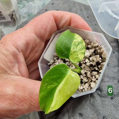 PRE-ORDER – Monstera Aurea – Select Your Plant