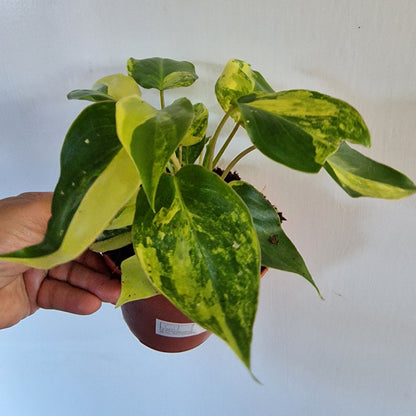 Philodendron Burle Marx Variegata Rare Houseplant 9cm pot