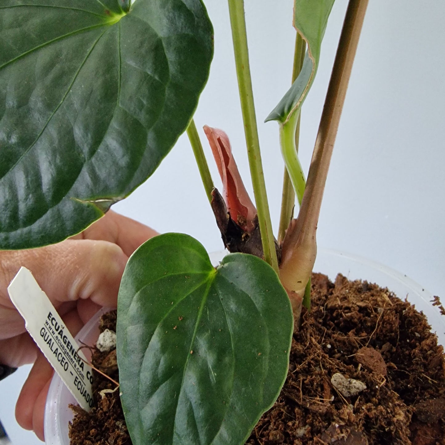 Ecuagenera Rehab Anthurium Espiritu de Montana x Anth Happy Bunny
