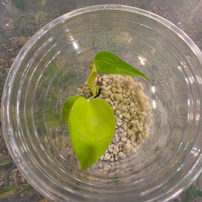 Monstera Lemon Lime – Exact Plant - See Description