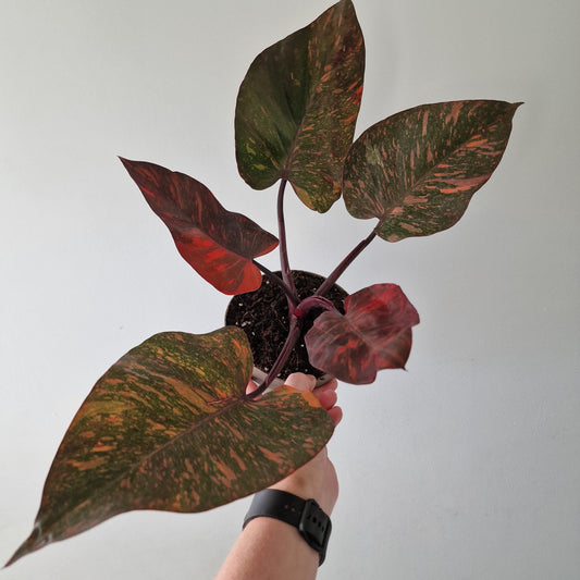 Philodendron Orange Princess – Premium Variegated Selection (#1)