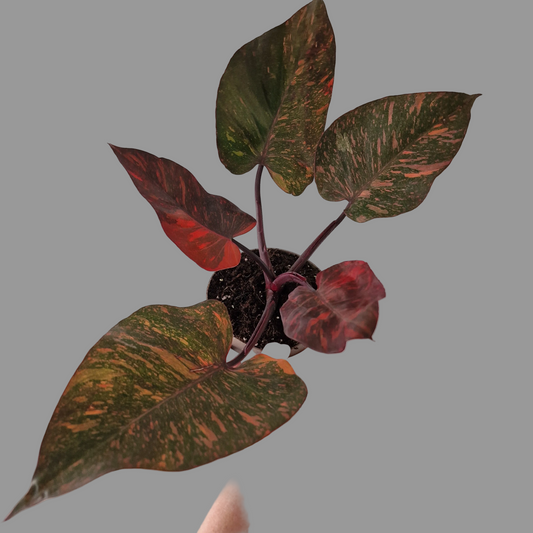 Philodendron Orange Princess – Premium Variegated Selection (#1)