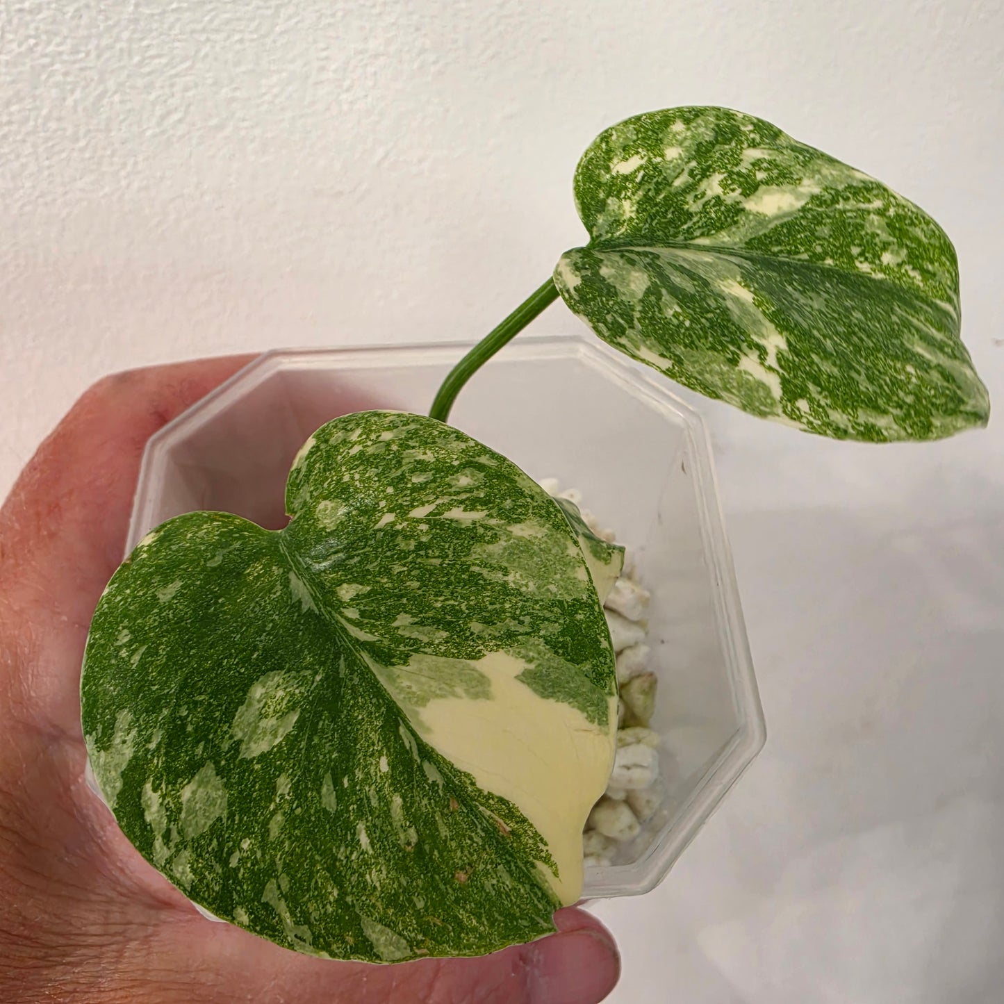 Monstera Crème Brûlée – Exact Plant No. 6 - See Description