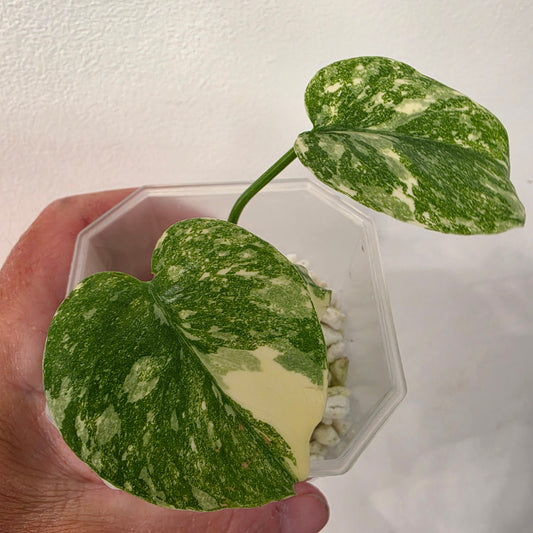 Monstera Crème Brûlée – Exact Plant No. 6 - See Description