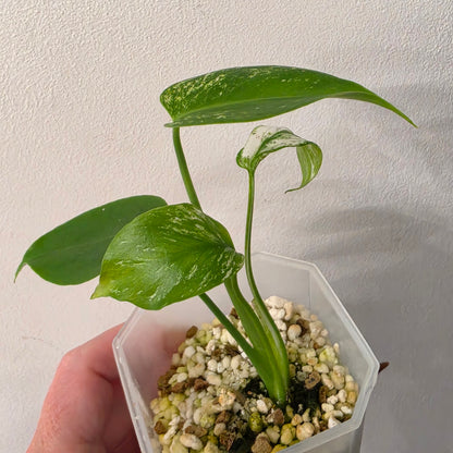 Monstera Devil Variegated – Exact Plant- AB2