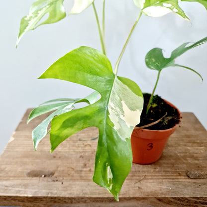 Rhaphidophora Tetrasperma Houseplant 10.5cm pot (3)