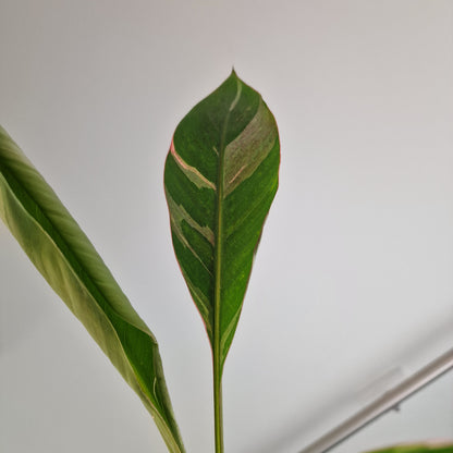 Musa Nono Rare Houseplant approx 50cm tall 10.5cm pot (6)