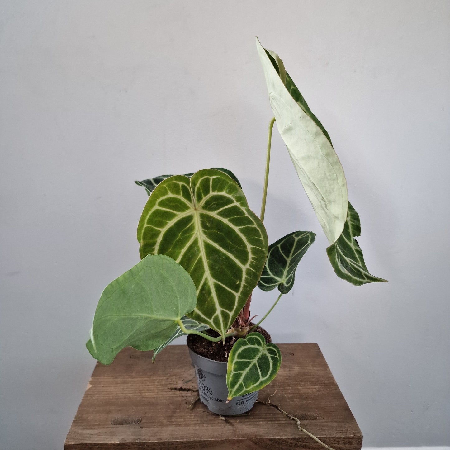 Anthurium Magnificum – 12cm Pot