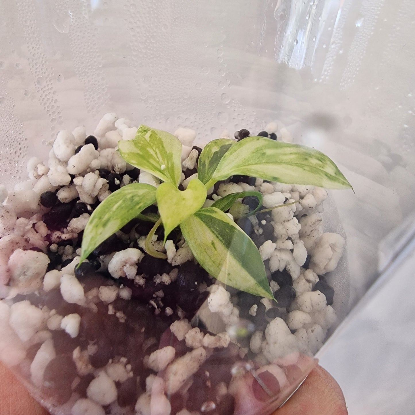 Philodendron Gloriosum No2 (Variegated)  – Young Exact TC Plant (#4)