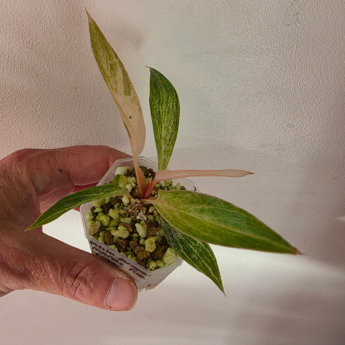 13 available at 4.50am Philodendron bundle - see description