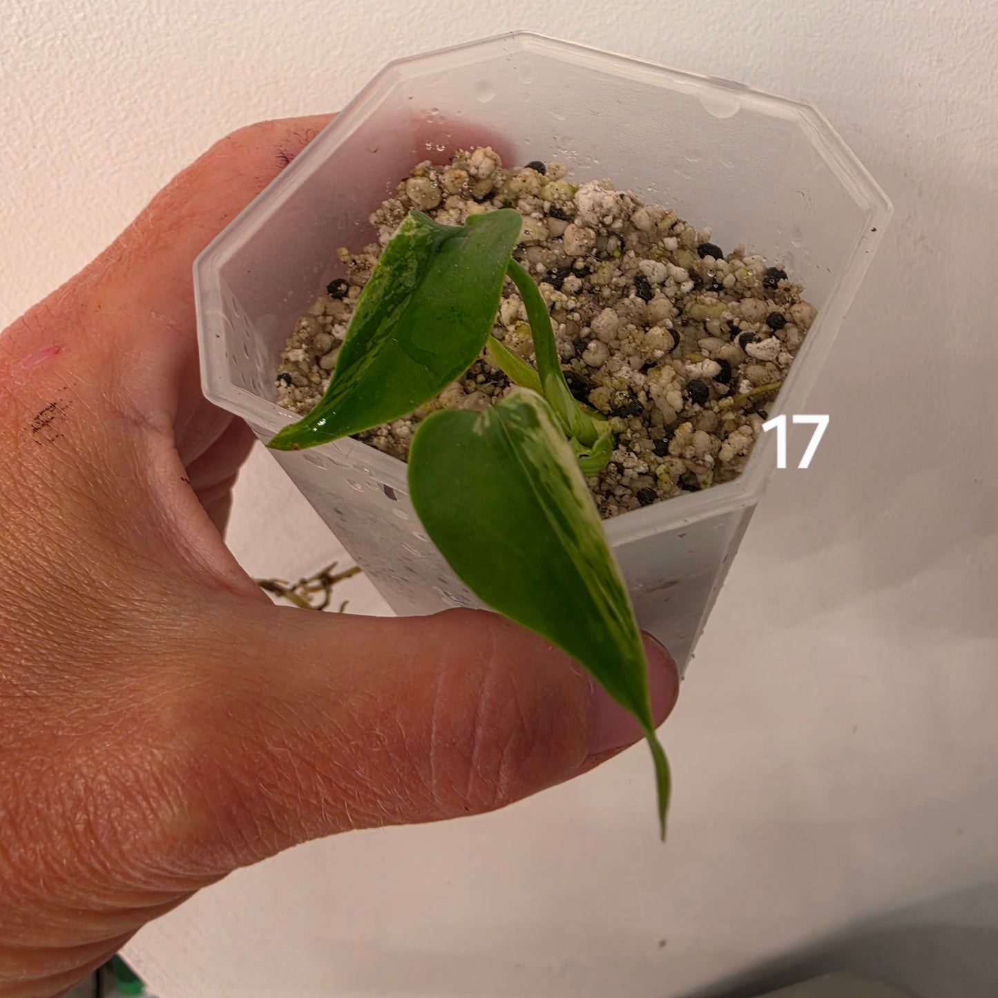 Monstera Bulbasaur 7cm pot – Choose Your Own