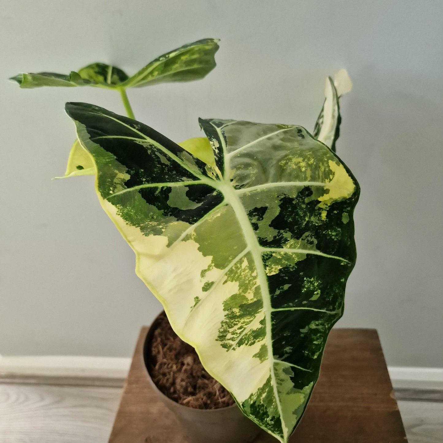 Alocasia Variegated Frydek (#2) – 17cm Pot (50cm Tall)