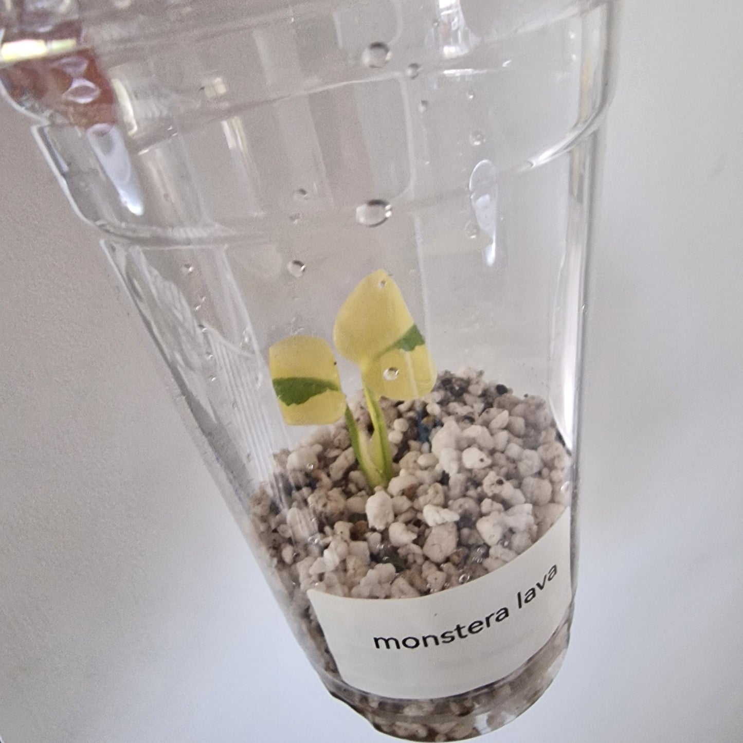 Tissue Culture Plant - Pre-order - please see description