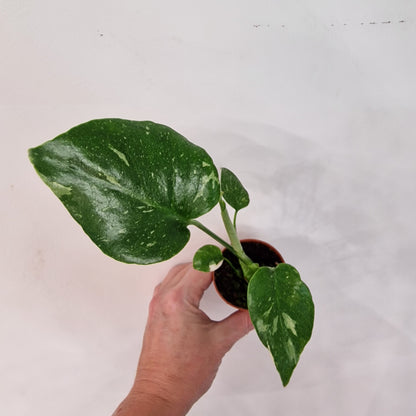 Monstera Thai Constellation – 6cm Pot (#1)