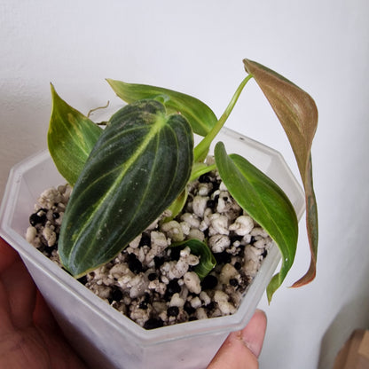 Philodendron Melanochrysum Variegated  – Young Exact Plant (#1)