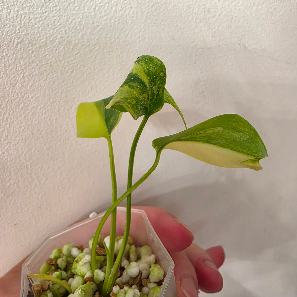 Monstera Yellow Marilyn Variegated – Exact Plant #4