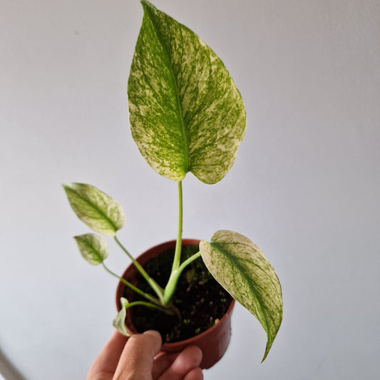 Monstera Deliciosa Mint Variegata Rare Houseplant 10.5cm pot (6)