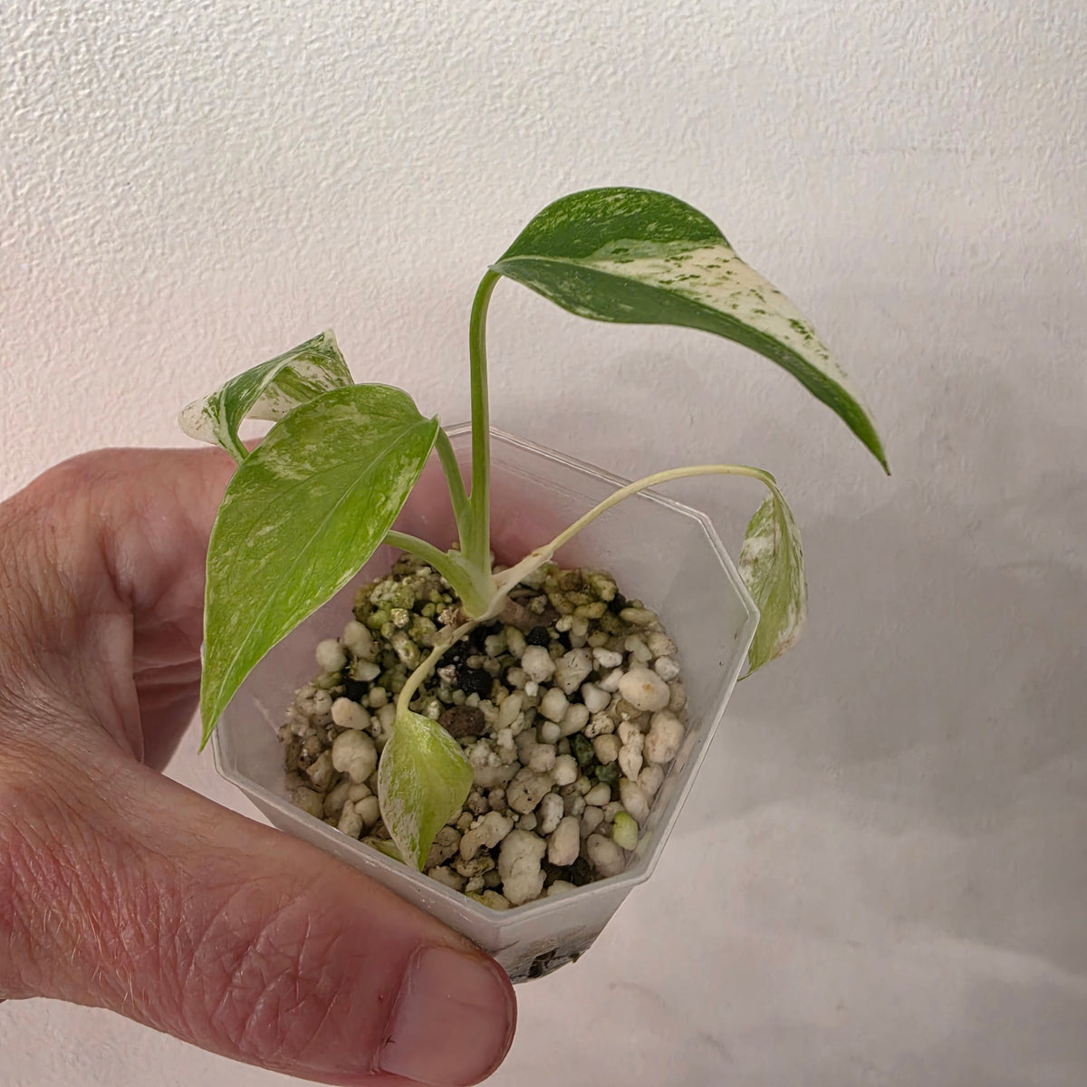 🌿 MONSTERA BUNDLE - SEE DESCRIPTION!