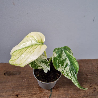 Monstera Mint Rare Houseplant 6cm pot (3)