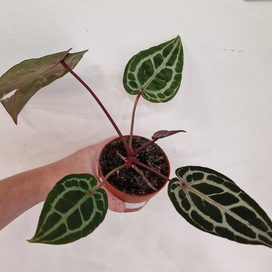 Anthurium ‘Michelle’ by DocBlock – 9cm Pot (#3)