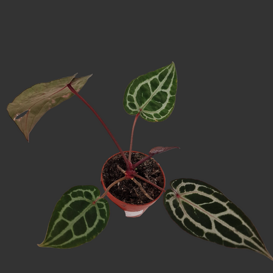 Anthurium ‘Michelle’ by DocBlock – 9cm Pot (#3)