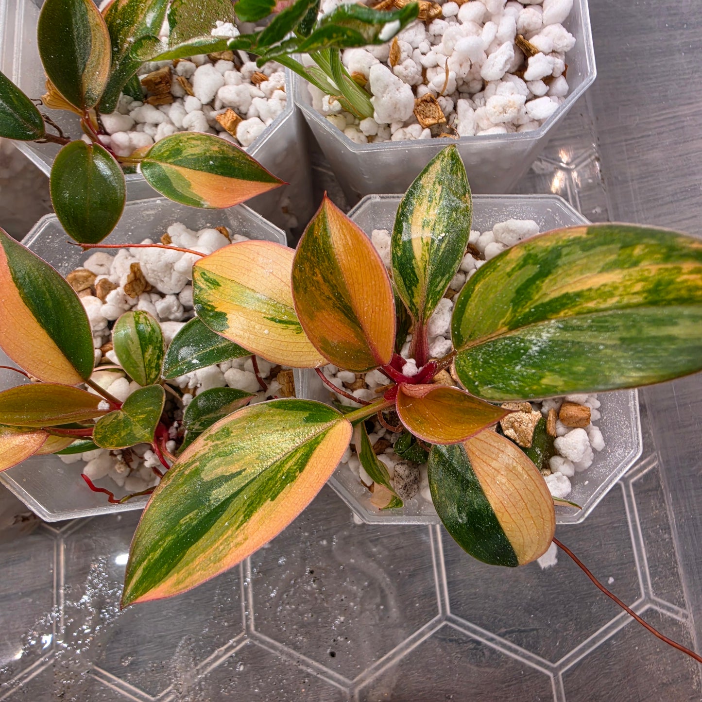 Philodendron Red Congo – Chosen at Random - See Description