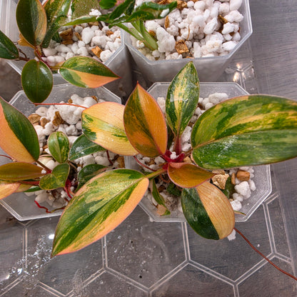 Philodendron Red Congo – Chosen at Random - See Description
