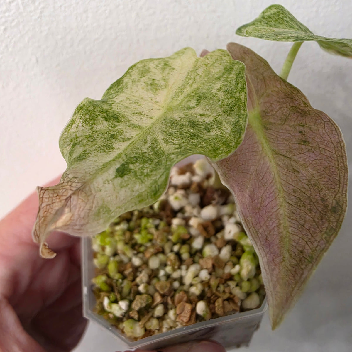Alocasia Black Saturn Stardust Variegata exact plant #2