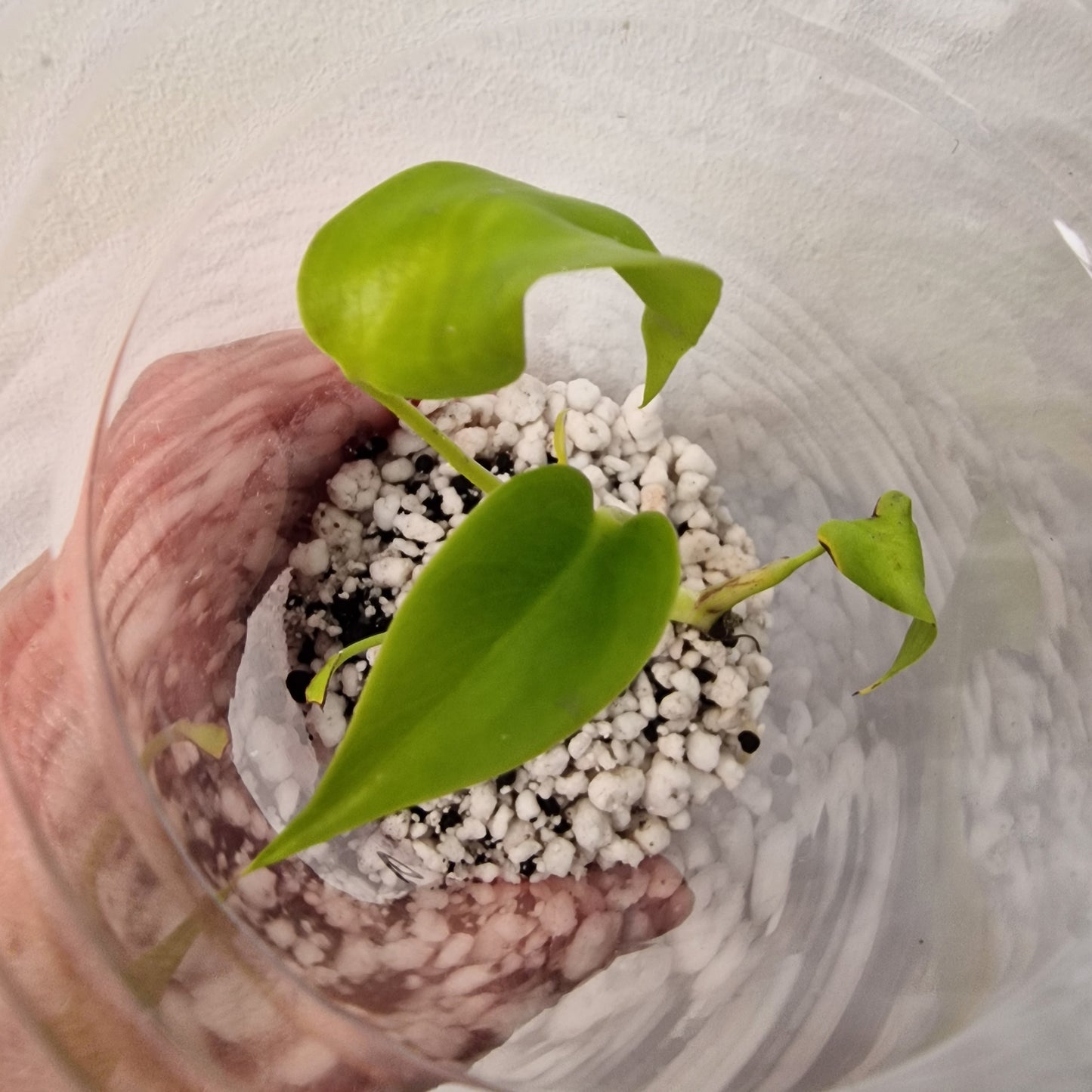 Monstera Lemon Lime – Young Exact TC Plant (#6)