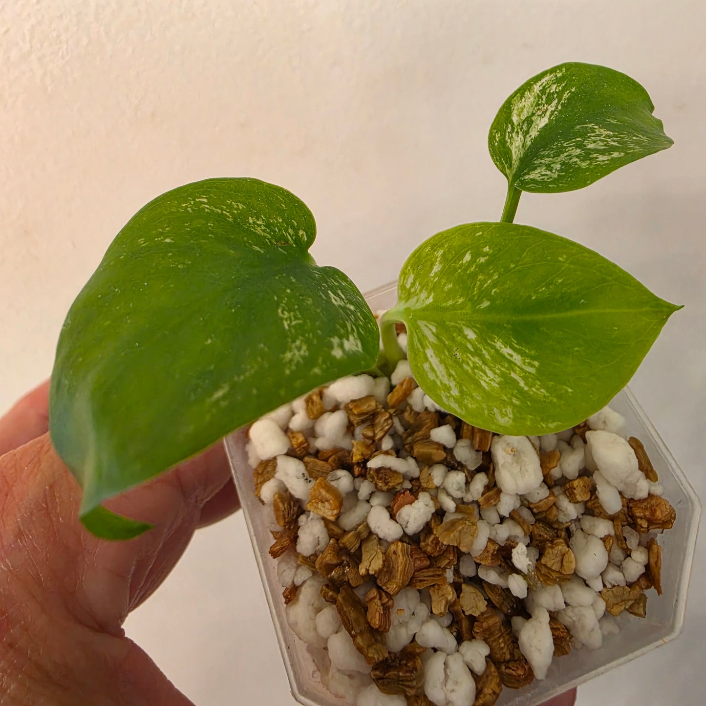 Monstera Devil – Acclimatised TC - Exact Plant (7) See Description