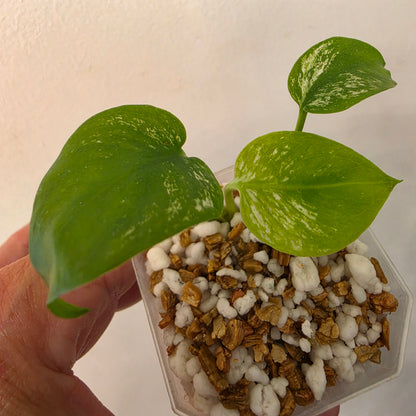 Monstera Devil – Acclimatised TC - Exact Plant (7) See Description