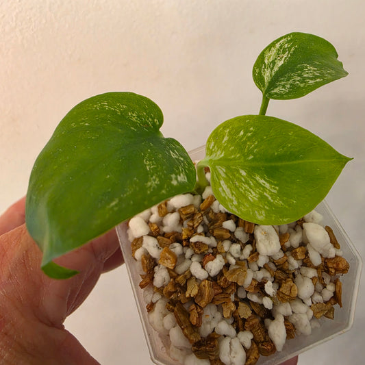 Monstera Devil – Acclimatised TC - Exact Plant (7) See Description