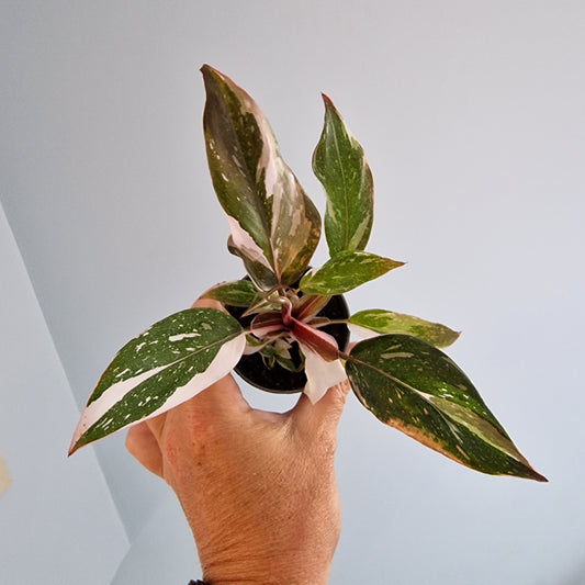 Philodendron Red Anderson Rare Houseplant 6cm pot