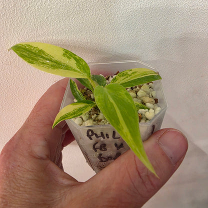 Philodendron Florida Beauty x Bob Cee Variegated – Exact Plant #1