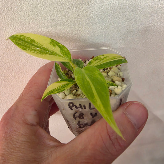 Philodendron Florida Beauty x Bob Cee Variegated – Exact Plant #1
