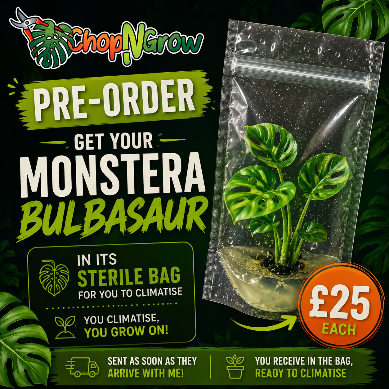 Monstera Bulbasaur Tissue Culture Pre-Order | Sterile Plant in Bag